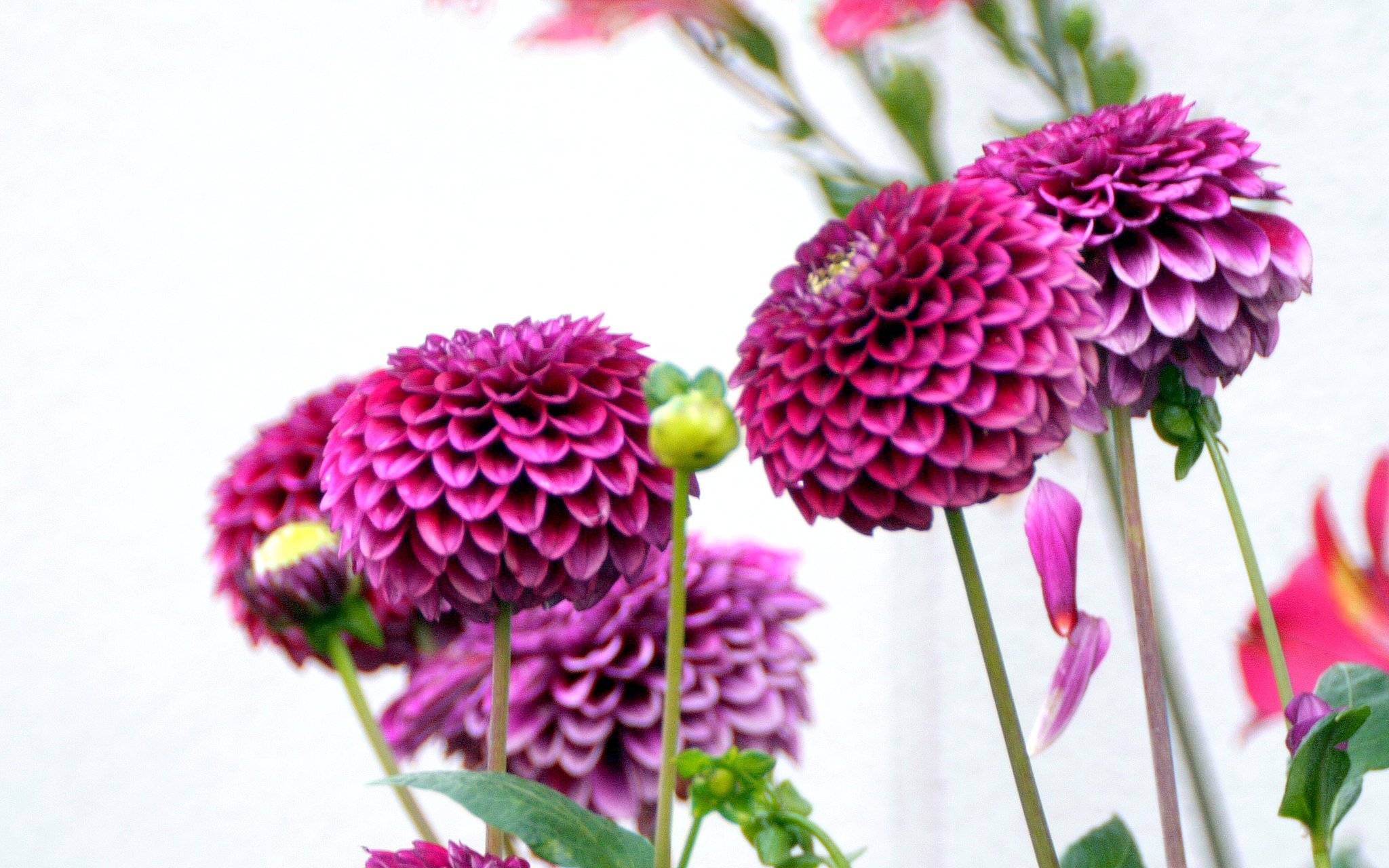 隣家畑の花ダリア②
