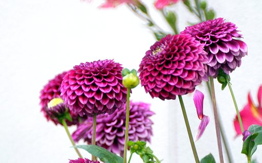 隣家畑の花ダリア②