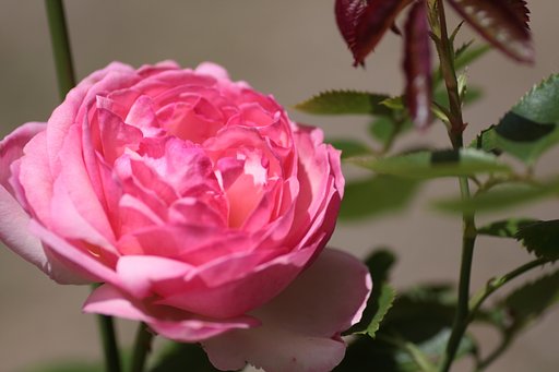 薔薇（ピンク）
