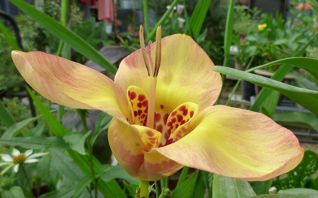 家で目立つ花B