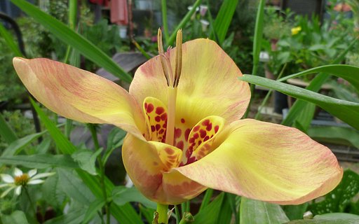 家で目立つ花B