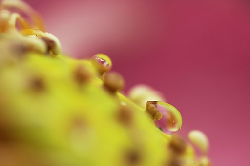 水滴二様
