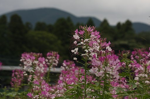 花の咲く丘