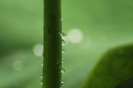 こぼれる緑