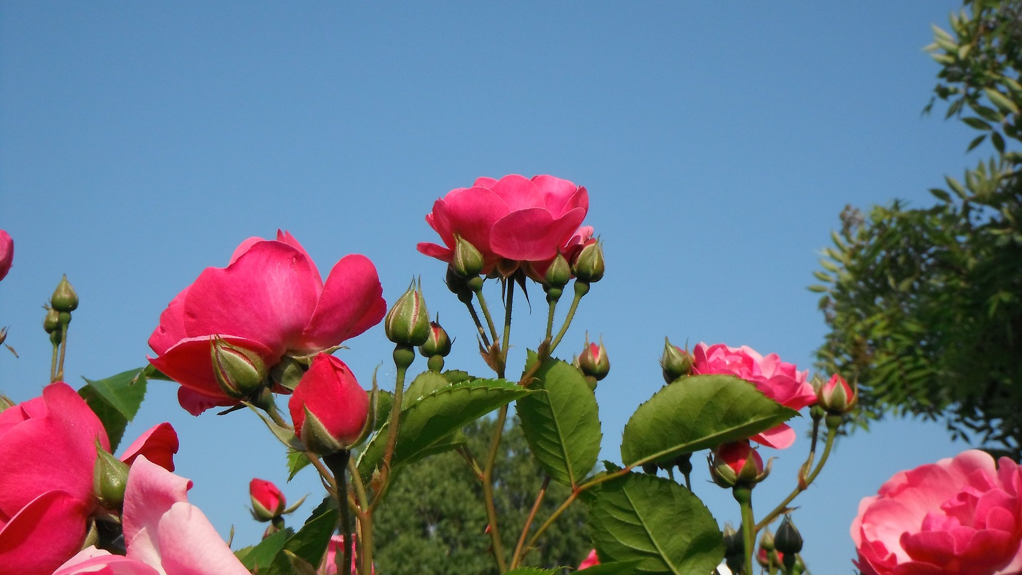 薔薇4