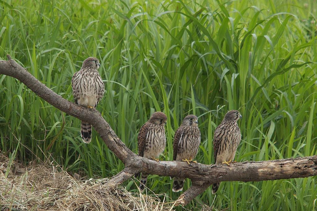 チュゲンボウ・幼鳥