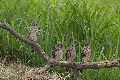 チュゲンボウ・幼鳥