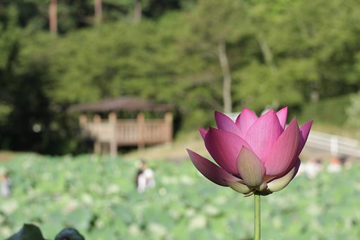朝日を仰いで
