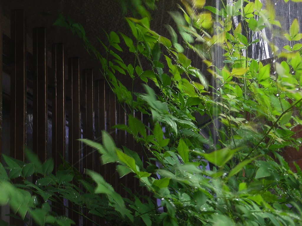 突然の豪雨