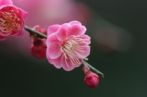 紅梅咲いてもいまだ寒中