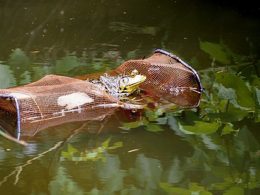 ウシガエル