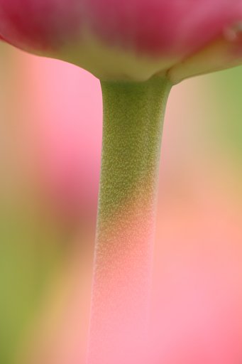 花の下狙い