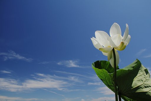 梅雨の晴れ間の白い蓮