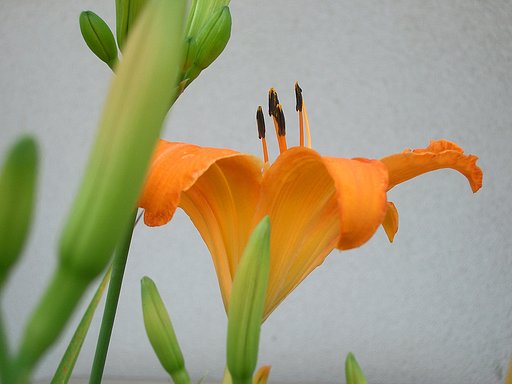 ニッコウキスゲ