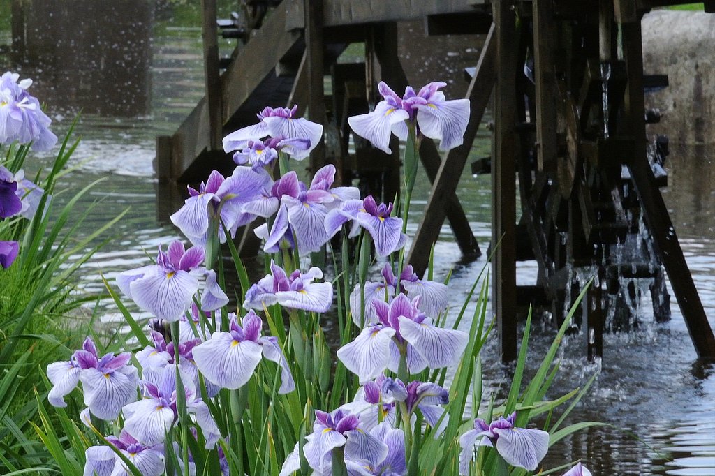 花菖蒲