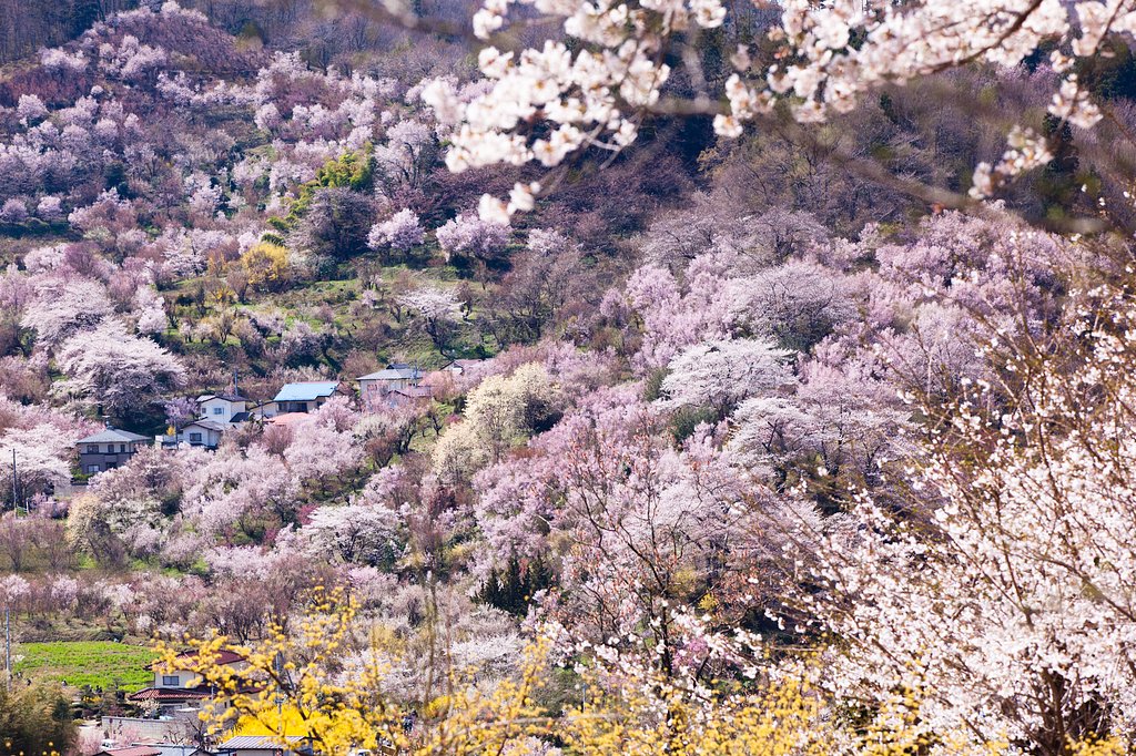 百花繚乱