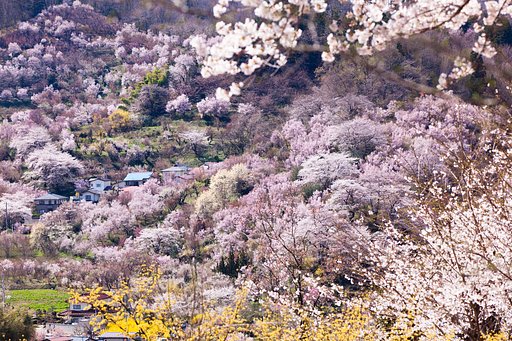 百花繚乱