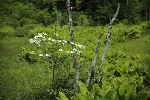 乗鞍高原の花
