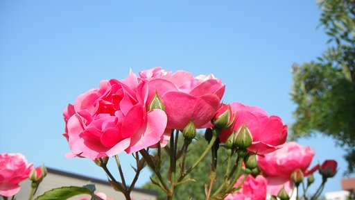 薔薇5