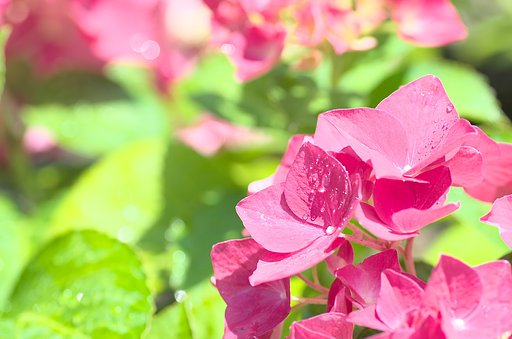 紫陽花