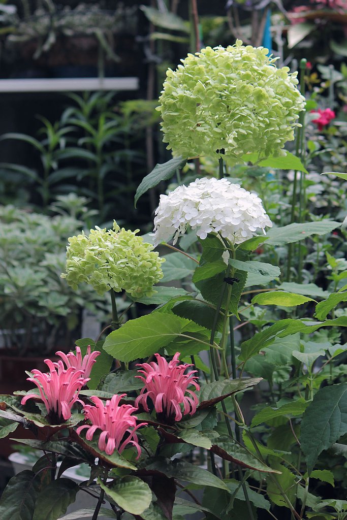 白い紫陽花アナベルの今