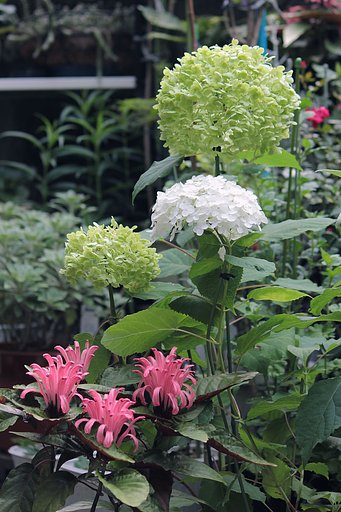 白い紫陽花アナベルの今