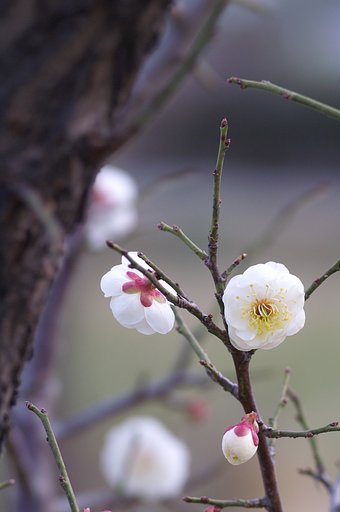 藤原京跡の白梅