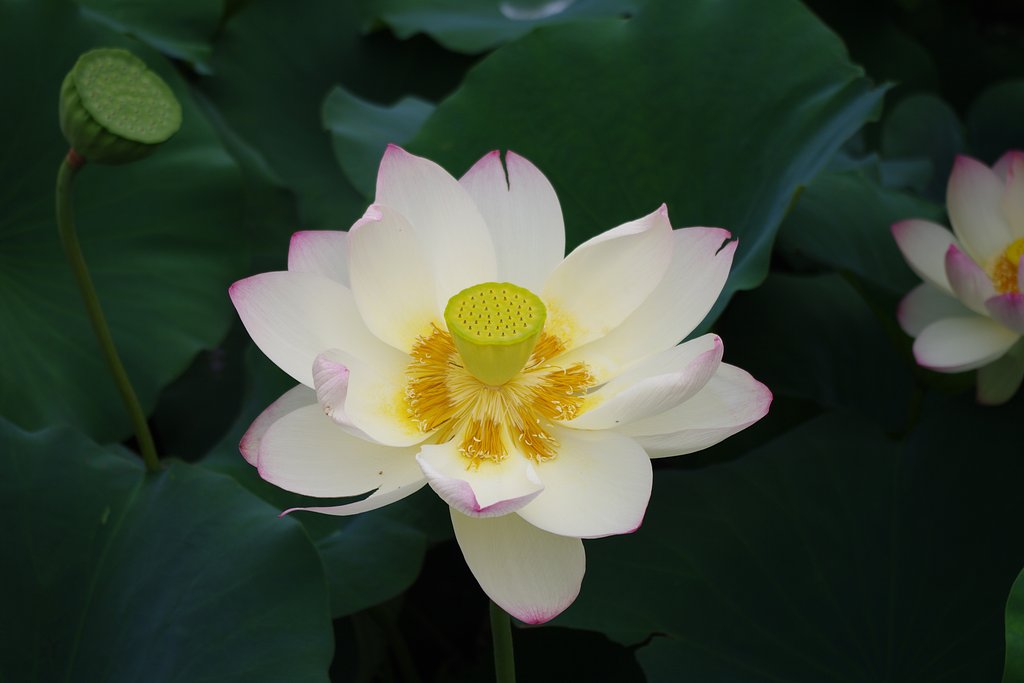 ハス池