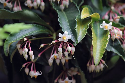 万両の花ごころ
