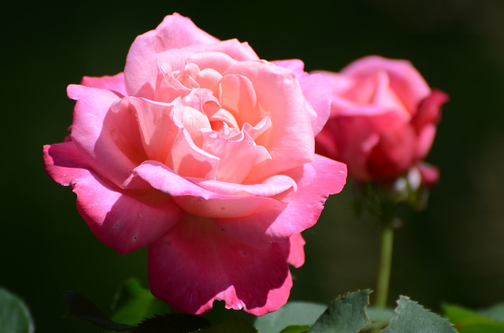薔薇