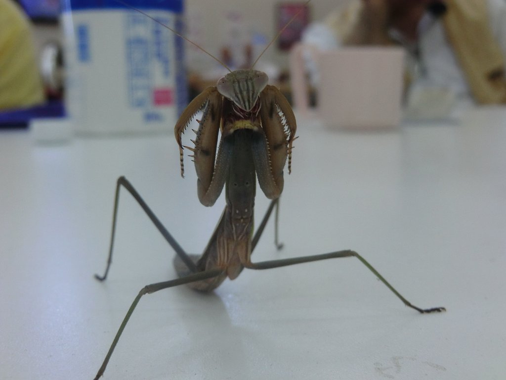 カマキリ