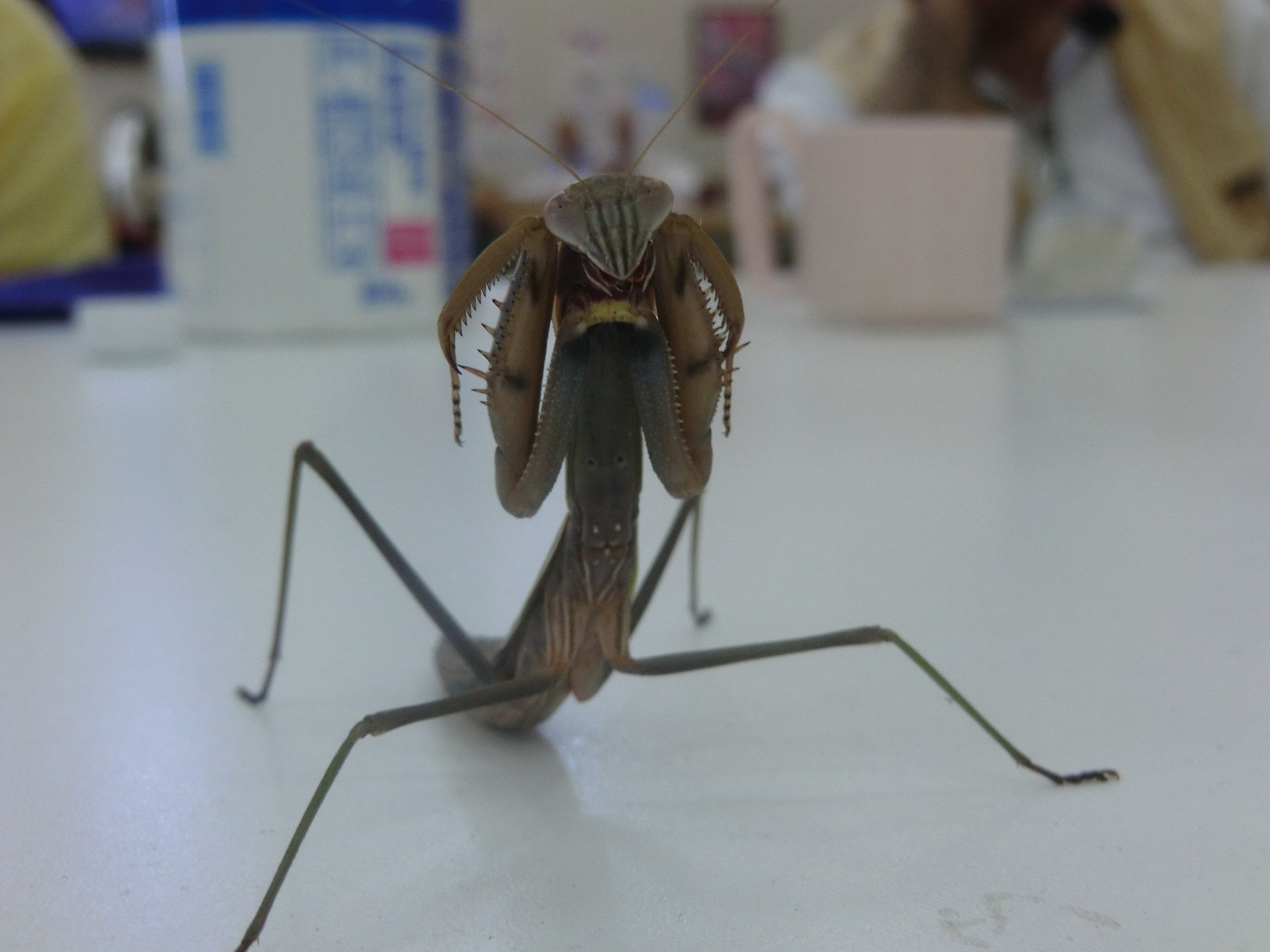 カマキリ