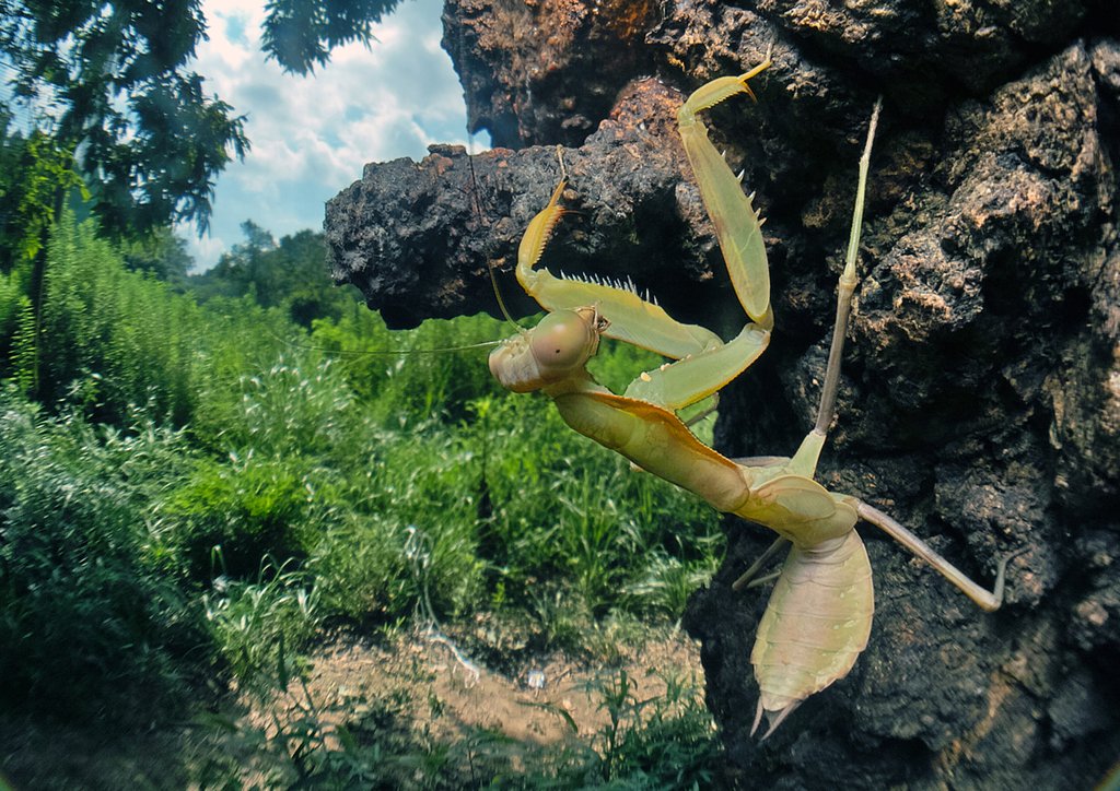 ハラビロカマキリ