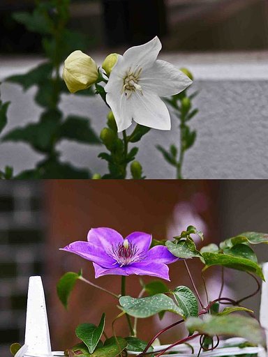 「キキョウ弐題」