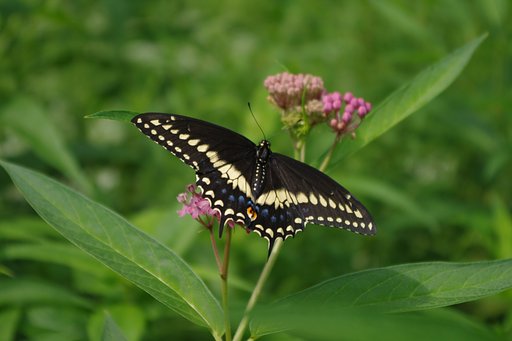 ＮＹセントラル・パークにて（その３）