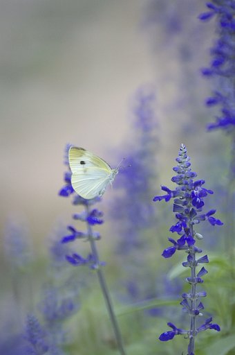 ケンコーミラーレンズ 500mm F6.3DX