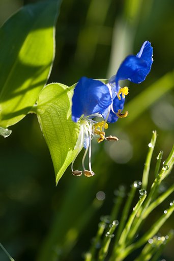 朝露の降りた雑草の中で・・。