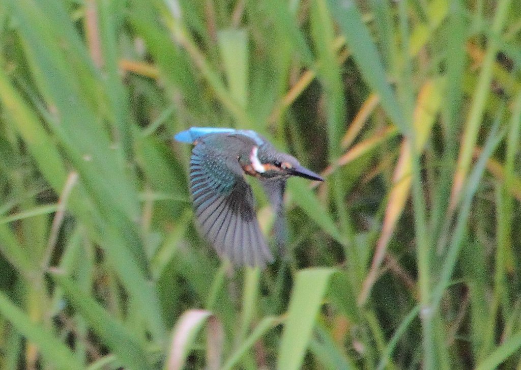 カワセミ