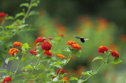 ランタナに