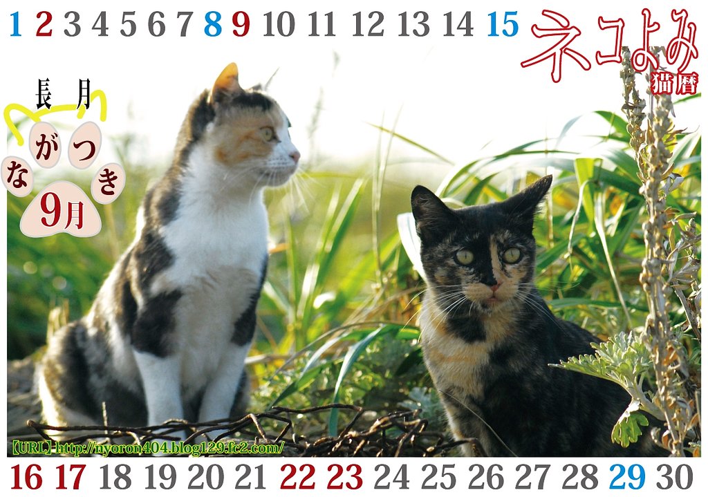 ねこよみ・・・よながつき。。。
