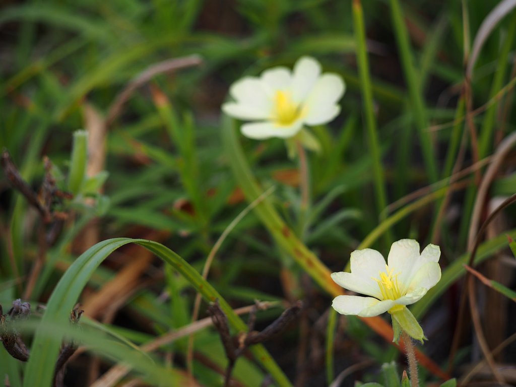 浜に咲く花