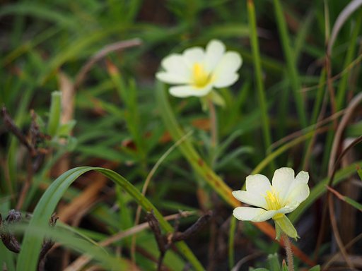 浜に咲く花