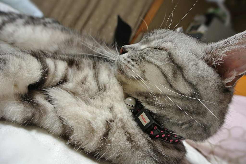 ねこ
