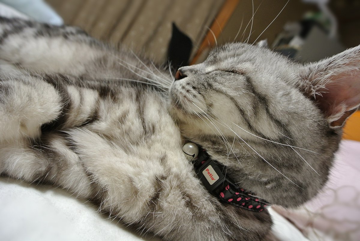 ねこ