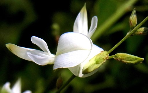 ミヤギノハギ白