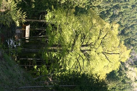 新緑の「軍太利神社の大カツラ」