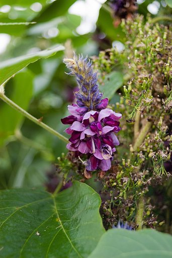 葛の花。