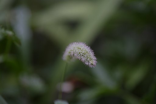 エノコログサ