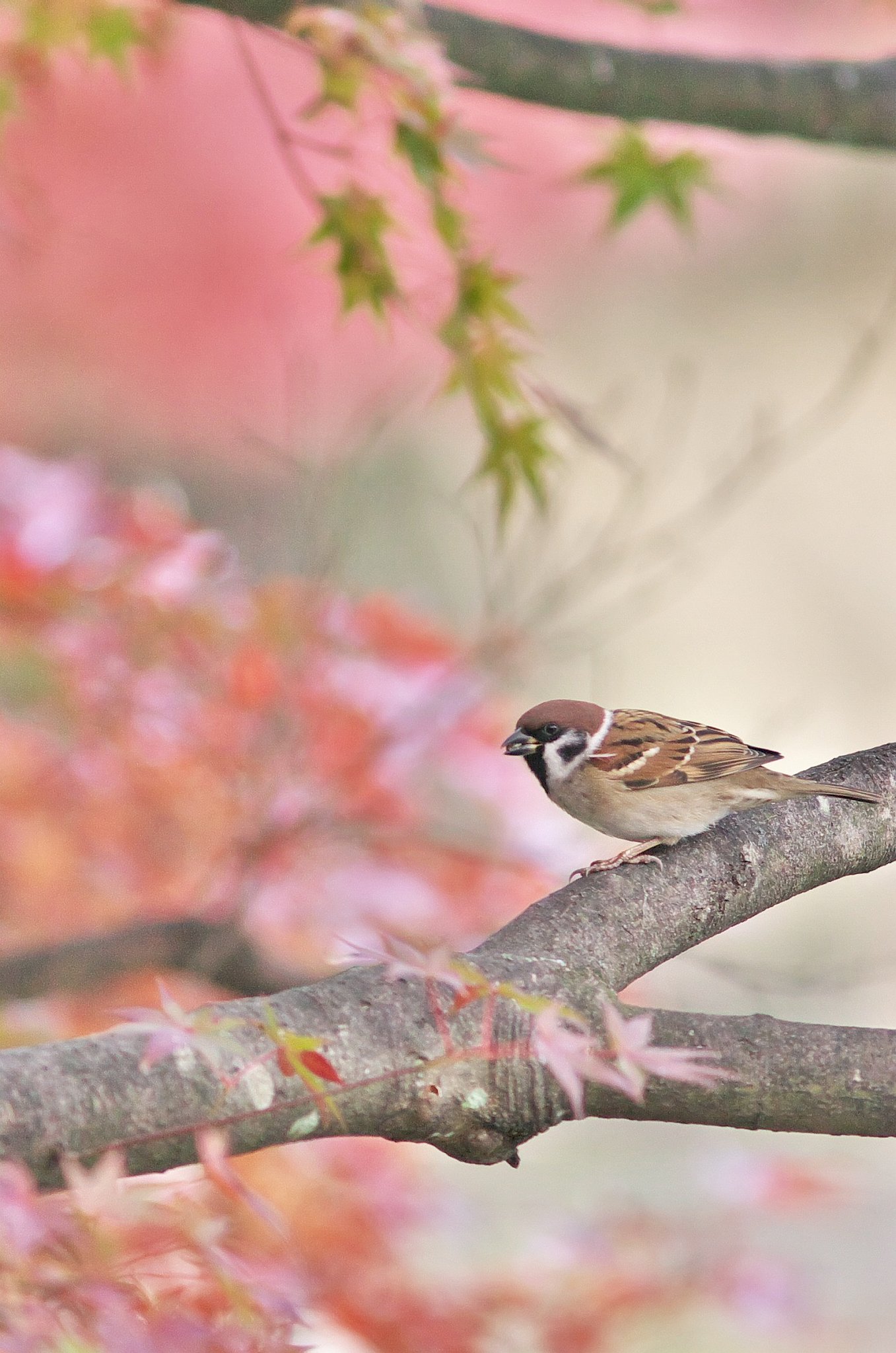 Ai Nikkor ED 400F5.6S