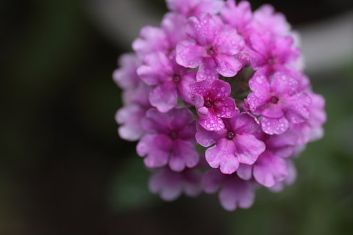 花手毬